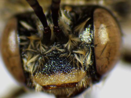 Tetraloniella dentata